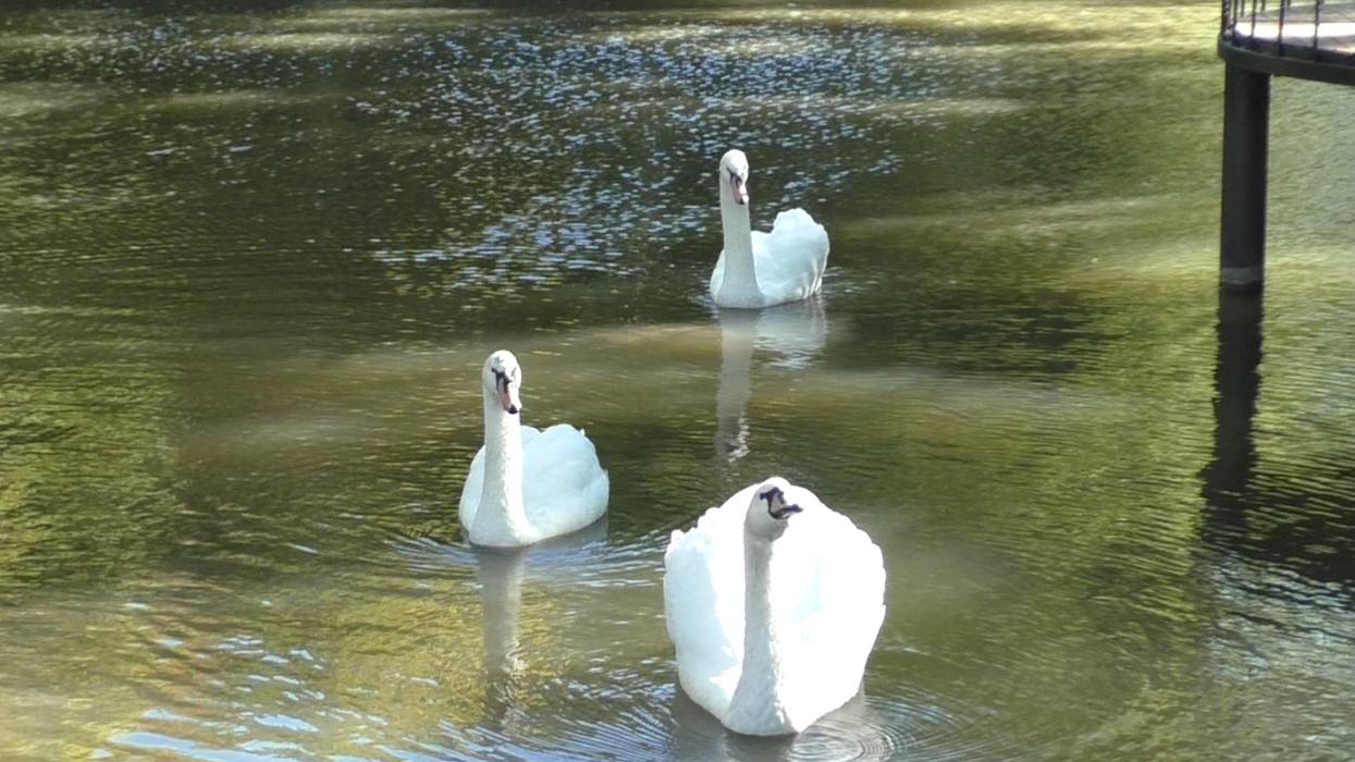 Прудик с лебедями . 23 октября 2024