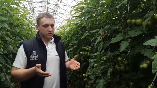 Подкормки томатов. Чем подкормить томаты на стадии рассады, посадки и во время цветения.