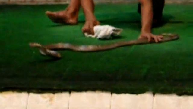 Шоу с коброй смотреть онлайн