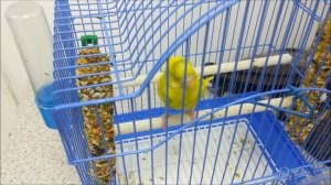 Как подрезать клюв попугаю и почему он может заболеть