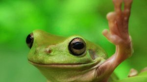 Жизнь прекрасна!