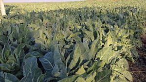 Самая закрытая и тяжёлая цветная капуста Форталеза F1, 5 ноября 2024г. Краснодарский край.