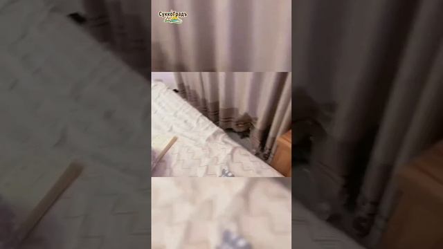 Котики могут значит котикам можно...