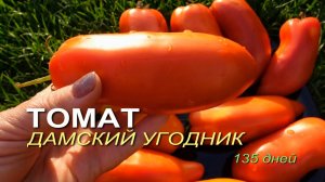 Томату ДАМСКИЙ УГОДНИК 135 дней! Обзор сортов ТОМАТОВ!