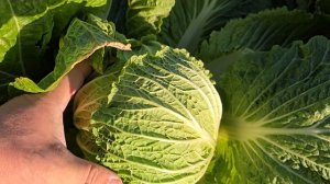 Пекинская капуста Кисеки F1, начало ноября, уборка. Краснодарский край.