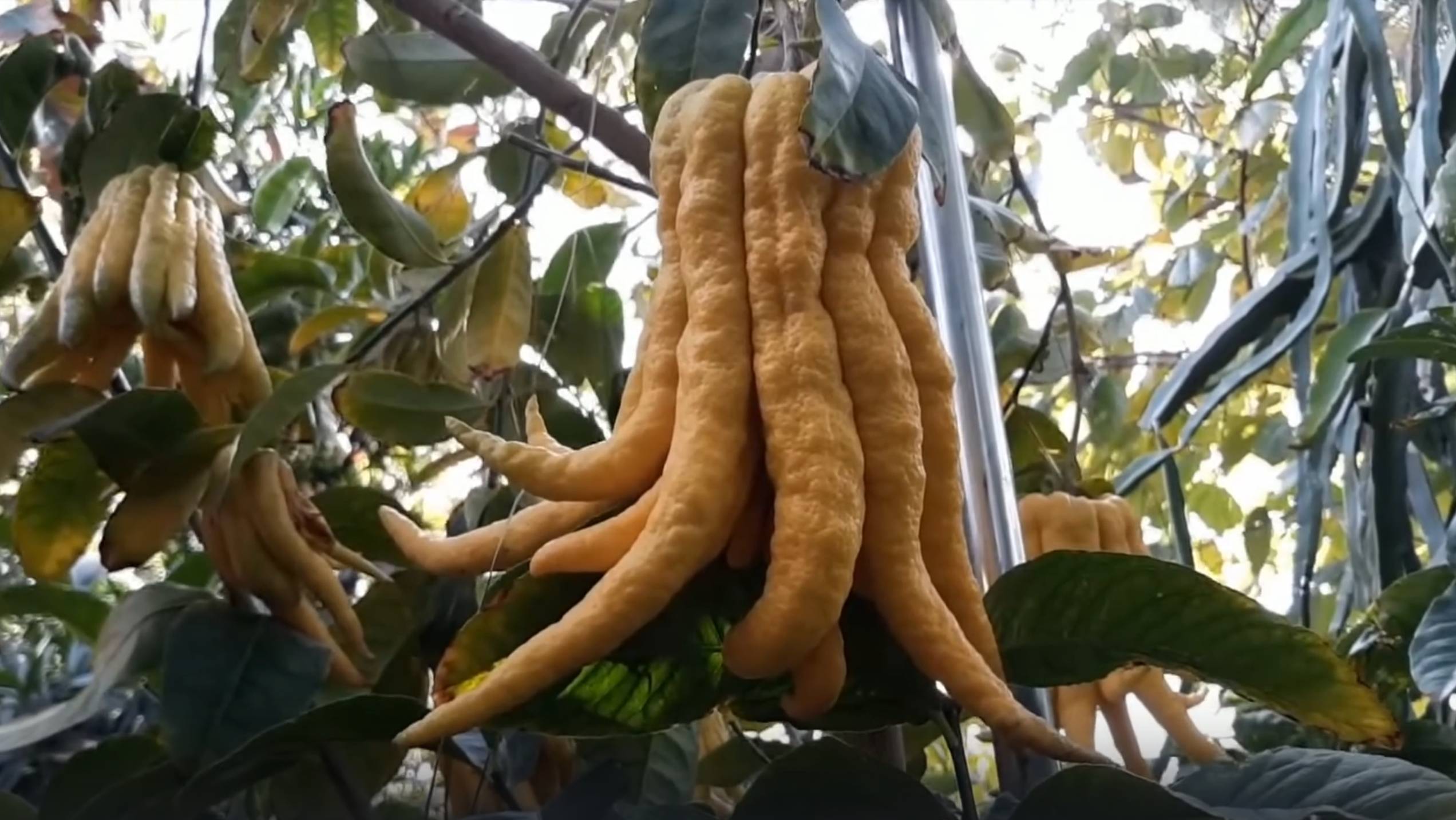 Вьетнамский цитрон Рука Будды. Экзотический фрукт Юго Восточой Азии смотреть онлайн