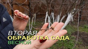Весенняя ОБРАБОТКА деревьев и кустарников в стадии ЗЕЛЕНОГО КОНУСА! Советы от ЗЕЛЕНОГО ОГОРОДА!
