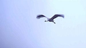 Марк Бернес - Журавли