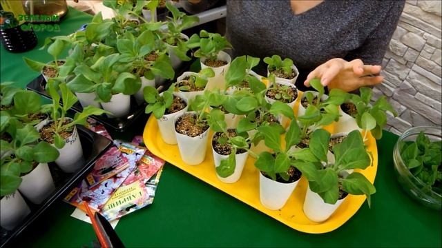 КАК УВЕЛИЧИТЬ КОЛИЧЕСТВО РАССАДЫ ПЕТУНИИ? ЧЕРЕНКОВАНИЕМ!