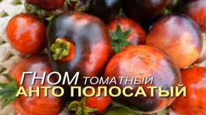 ГНОМ томатный АНТО ПОЛОСАТЫЙ. Обзор сортов ТОМАТОВ!
