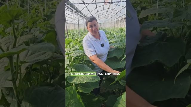 3 способа КАК ПРОДЛИТЬ ПЛОДОНОШЕНИЕ ОГУРЦОВ до осени и увеличить урожай.