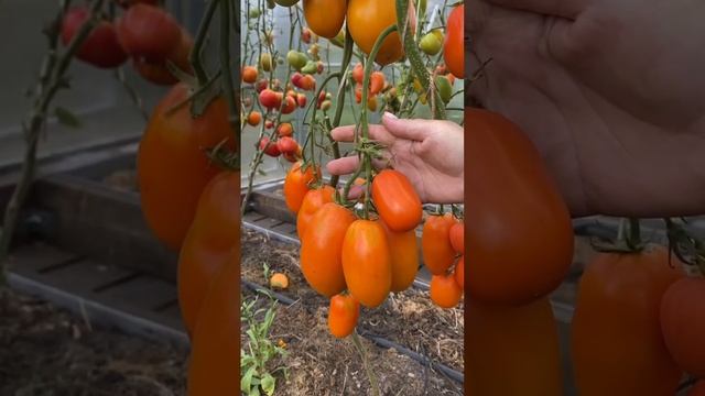 Коллекционный томат МАРИНА ДУХОВА. #shorts #томаты #сортатоматов