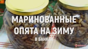 Маринованные опята на зиму в банках - обалденная закуска, проверенный годами рецепт вкусных опят