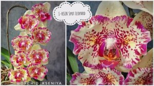 Phal. I-HSIN Spot Leopard бабочка 🦋 Домашнее цветение яркой азиатской орхидеи Спот Леопард 🐆 Обзор