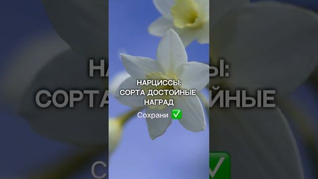 НЕ ИГНОРИРУЙТЕ эти сорта нарциссов! Они изменят ваш сад.