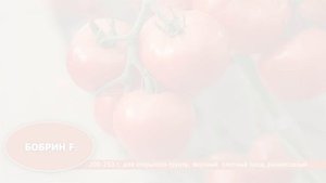 Лучшие сорта и гибриды томатов для профессионалов