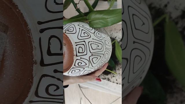 Филодендрон. Рассадка и пересадка.