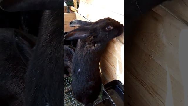 Кролики в ящике Подготовка #rabbit #bunny #animals #кролиководство  #farming #кролиководство #pets