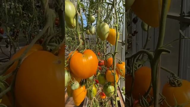 Томат БЫЧЬЕ СЕРДЦЕ МИНУСИНСКОЕ ЖЕЛТОЕ. #shorts #томаты #сортатоматов