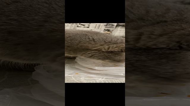 Кот последние крошки доедает