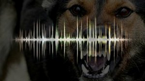 Размышлизм - подкаст: О проблеме бродячих собак