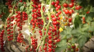 Томат Коралловые бусы!