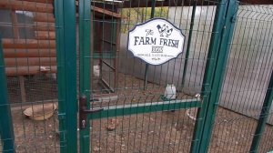 Свои огурцы в ноябре. Не проходите мимо VINILA.