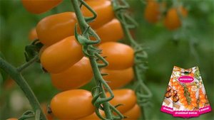 Самые лучшие томаты черри. Томаты черри для открытого грунта и теплиц. Лучшие сорта и гибриды черри.