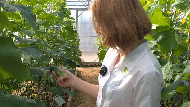Продлеваем плодоношение огурцов и увеличиваем урожай. Лучшие сорта огурцов для выращивания в теплице