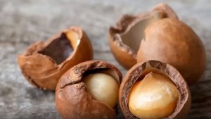 Выращивание макадамии. Секреты успешного урожая самого дорогого ореха в мире