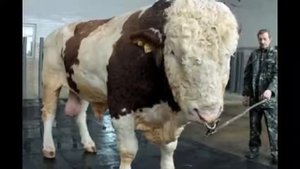 Самые гигантские быки и коровы в мире