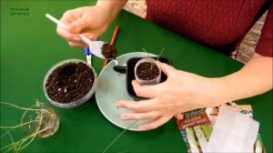 ОБЯЗАТЕЛЬНО ЭТО СДЕЛАЙТЕ! ПИКИРОВКА ЛУКА ПОРЕЯ! И ОН ВАС ПОРАДУЕТ! СОВЕТЫ от ЗЕЛЕНОГО ОГОРОДА!