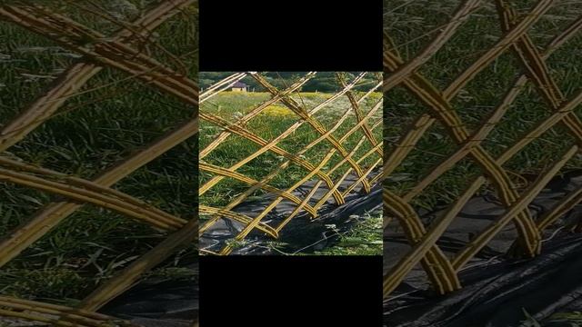 Живая изгородь из ивы. Пробуждение