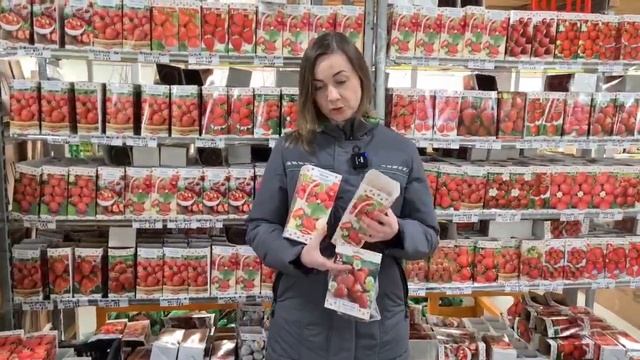 Выращивание земляники. Лучшие сорта земляники садовой. Хранение рассады земляники фриго.