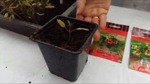 Огород на подоконнике! Выращивание томатов на балконе и подоконнике.