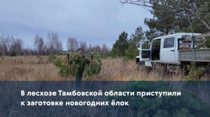 В лесхозе Тамбовской области приступили к заготовке новогодних ёлок