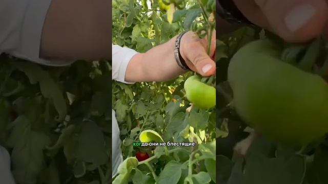 Дозаривание томатов. Когда убираем томаты на дозариварие? #огород #дача #томаты #овощи #дозаривание