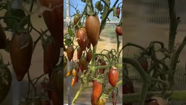 Томат ФИОЛЕТОВЫЙ ИЗУМРУД. #shorts #томаты #сортатоматов