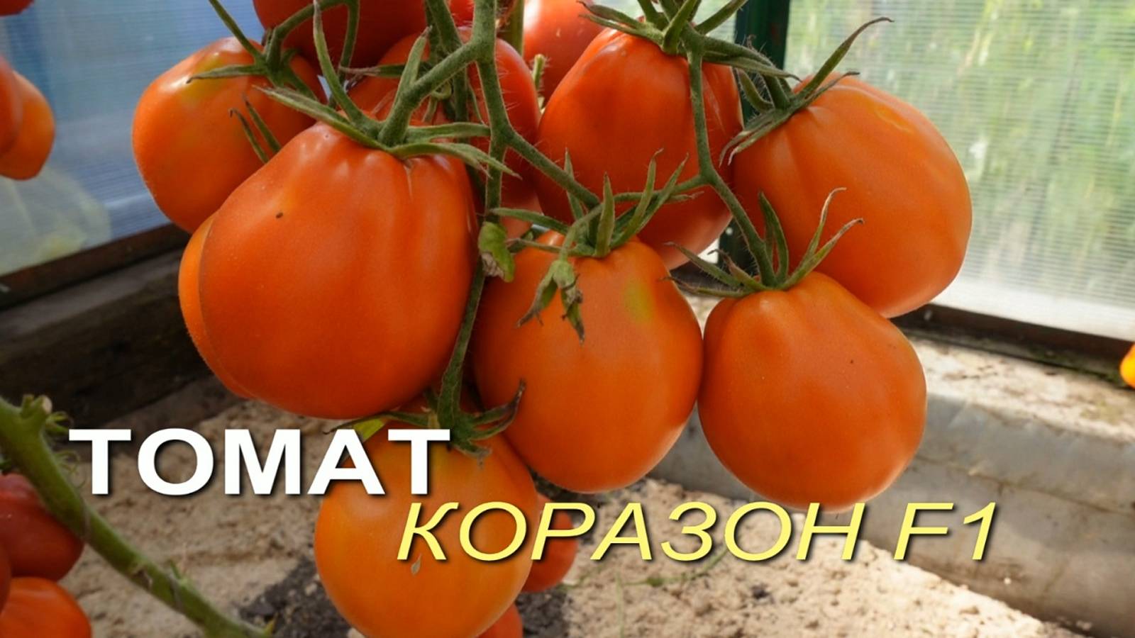Томат КОРАЗОН F1. Обзор сортов ТОМАТОВ!