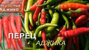 Перец острый АДЖИКА. Обзор сортов ПЕРЦЕВ!