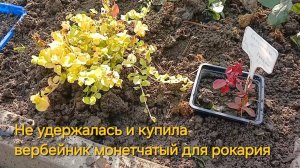 Новый житель моего сада - вербейник монетчатый Голдилокс