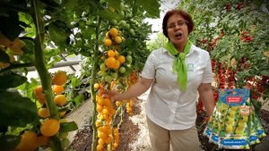 Томат Золотой поток F1