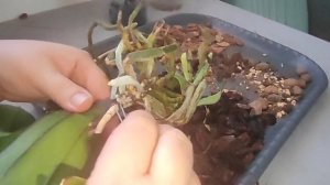 Омоложение и посадка шоколада и пересадка уценки в простую бюджетную посадку