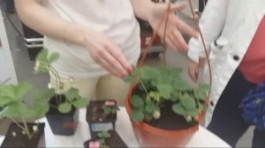 Мастер Класс По Землянике В Леруа Мерлен От Агрофирмы Поиск