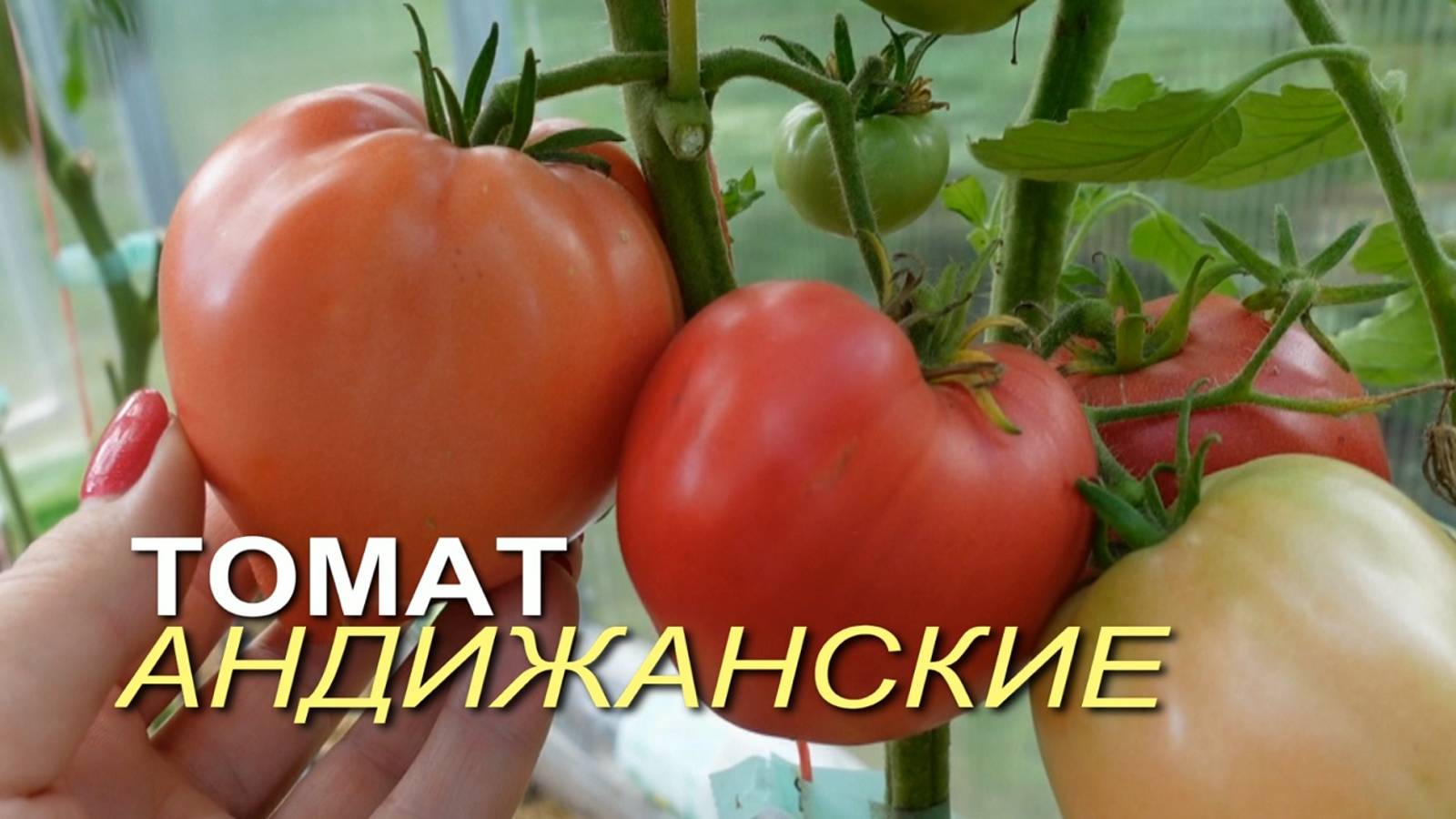 Томат АНДИЖАНСКИЕ. Обзор сортов ТОМАТОВ!