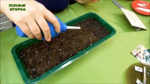 Выращивание Лука Порея из Семян на рассаду. Советы от Зеленого огорода.