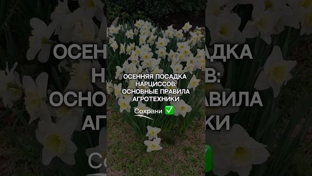 5 ОШИБОК осенней посадки нарциссов, которые нужно избегать.