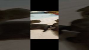 Щенкам чихуахуа 3 недели. Открыто бронирование.