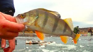 ЗИМНЯЯ РЫБАЛКА НА КРУПНОГО ОКУНЯ. ПЕРВЫЙ И ОПАСНЫЙ ЛЁД. ЗИМНЯЯ РЫБАЛКА 2024-2025.