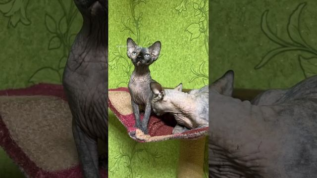 Карточка видео